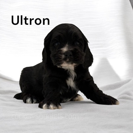 puppy, for, sale, Cocker Spaniel, Joe & Cherri  Overlease, dog, breeder, Miller, MO, dog-breeder, puppy-for-sale, forsale, nearby, find, puppyfind, locator, puppylocator, aca